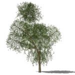 View Larger Image of Generic tree 13