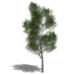 View Larger Image of Generic tree 15