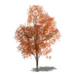 View Larger Image of generic tree 16